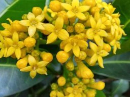 Psychotria capensis subsp. capensis floral development
